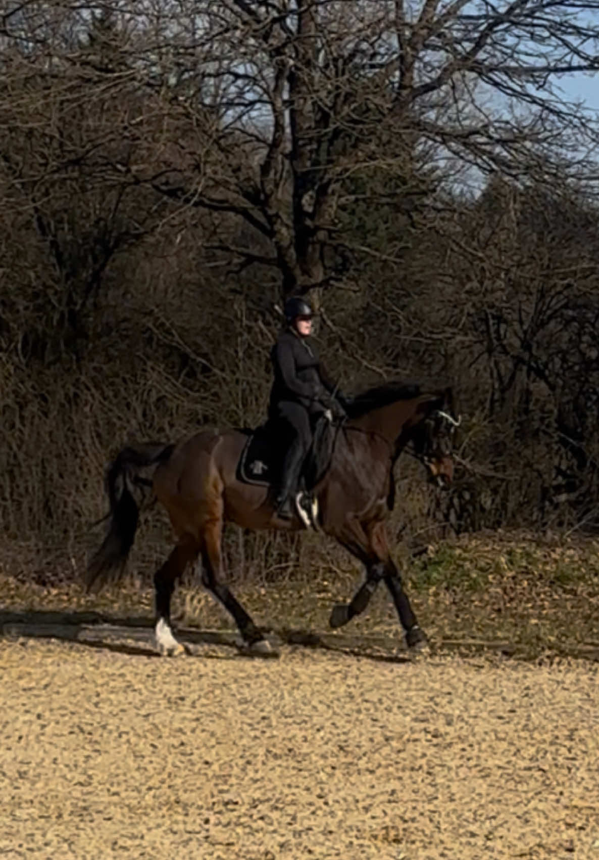 @Horses_rb_