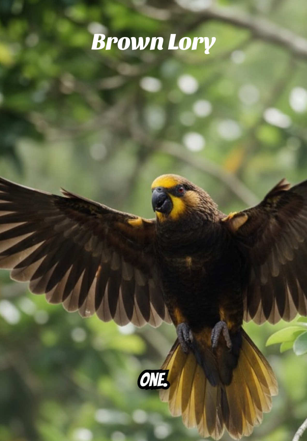 @Unique Bird Facts