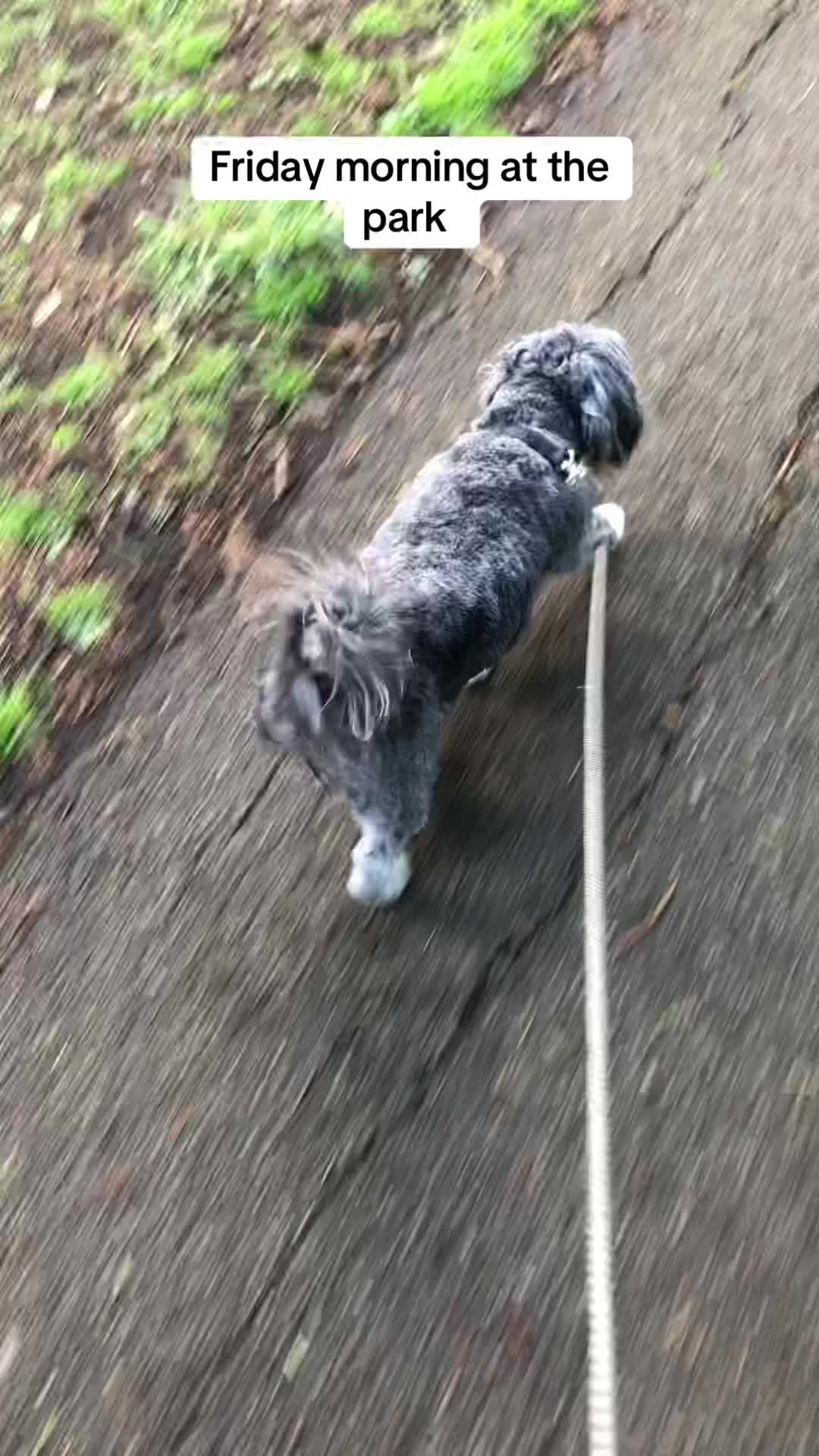 @Mimi the Shihtzu