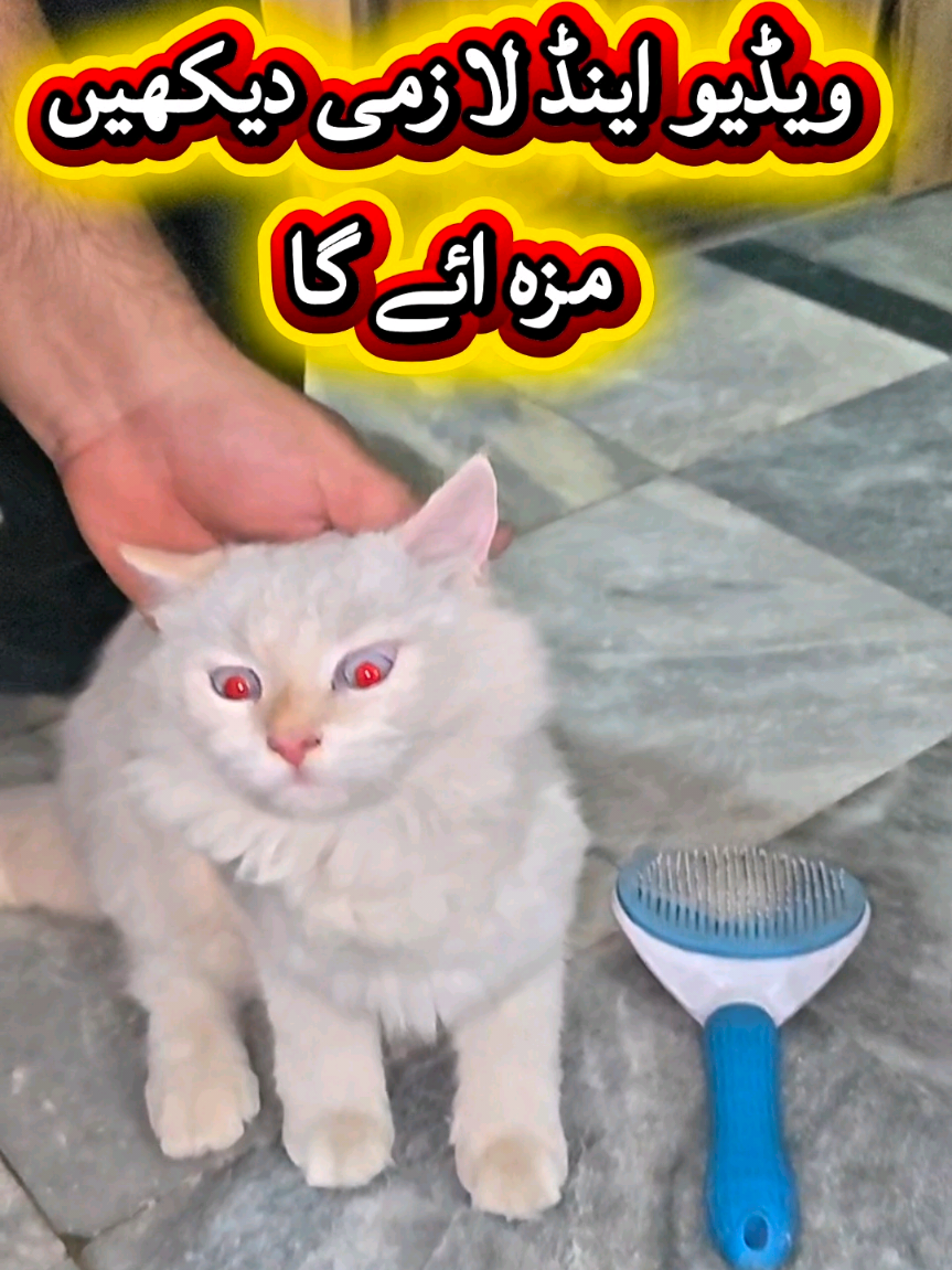 @Mian