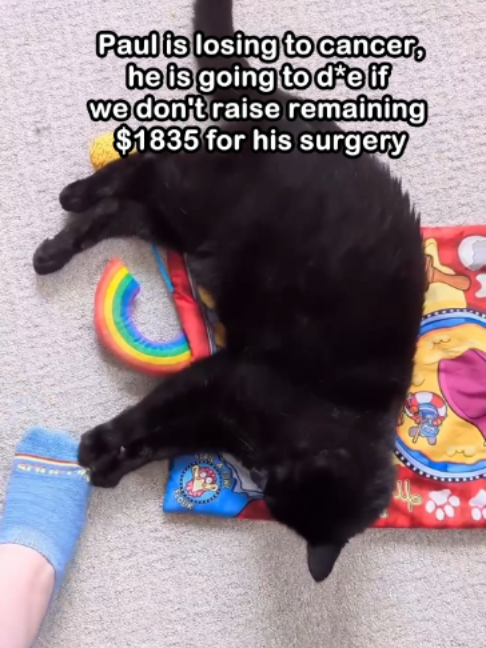 @Saving Paul the brave Cat!