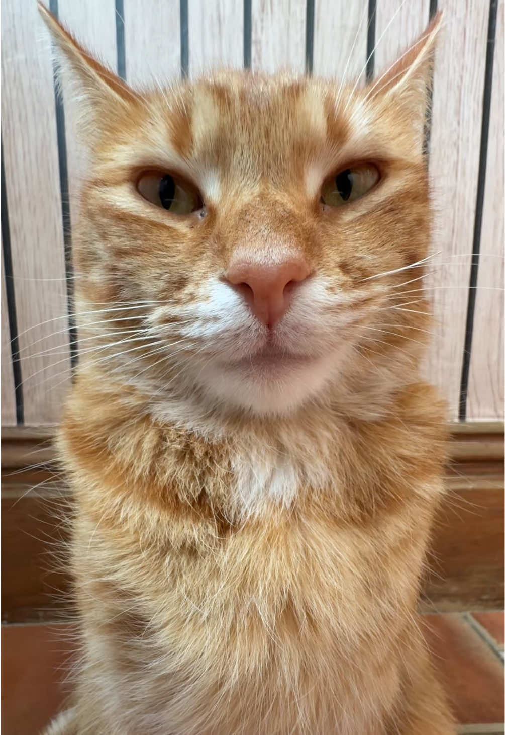 @Mittens