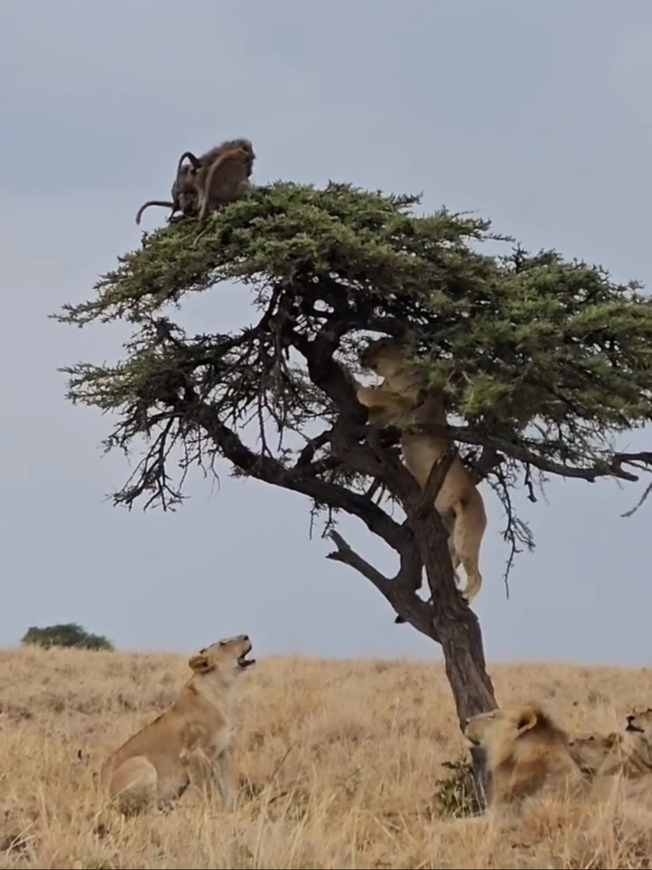 @Lion Sightings