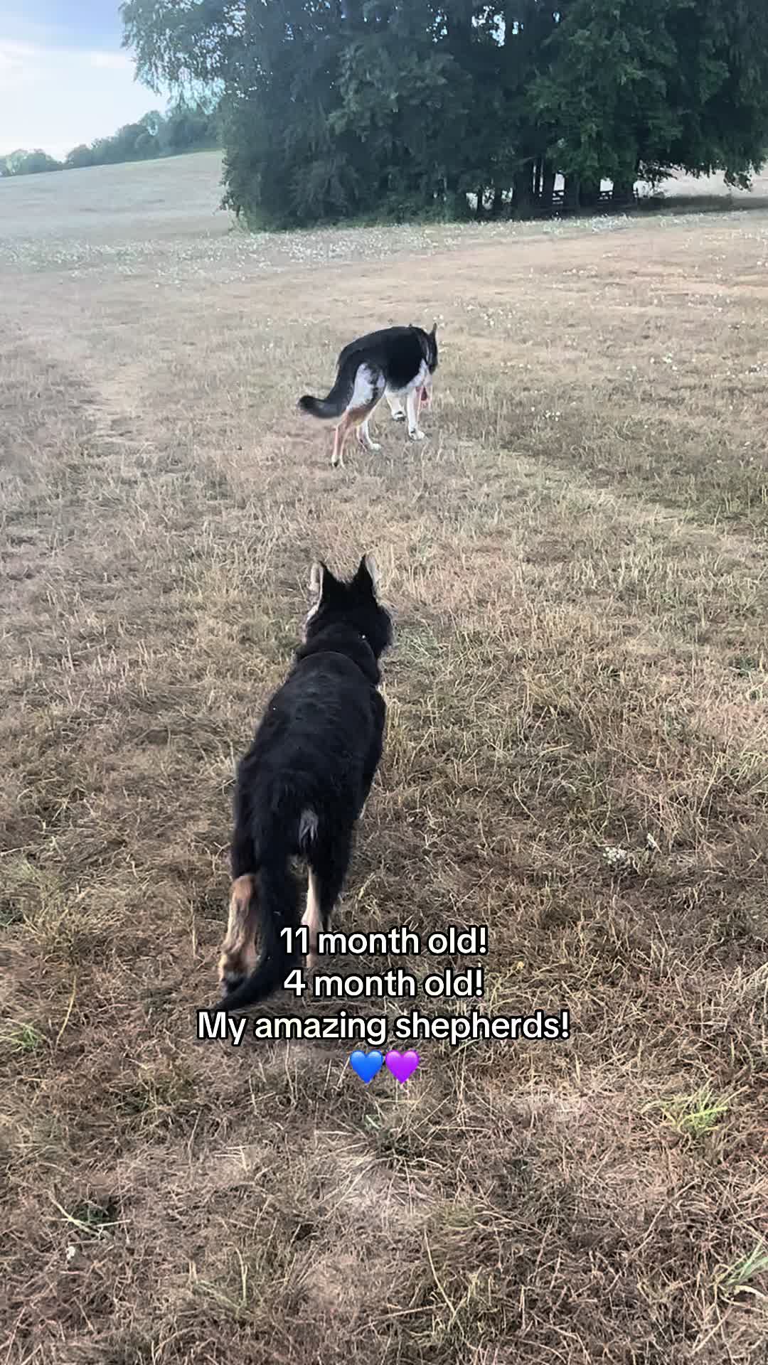 @Skyla The GSD & MC Family! 🤍