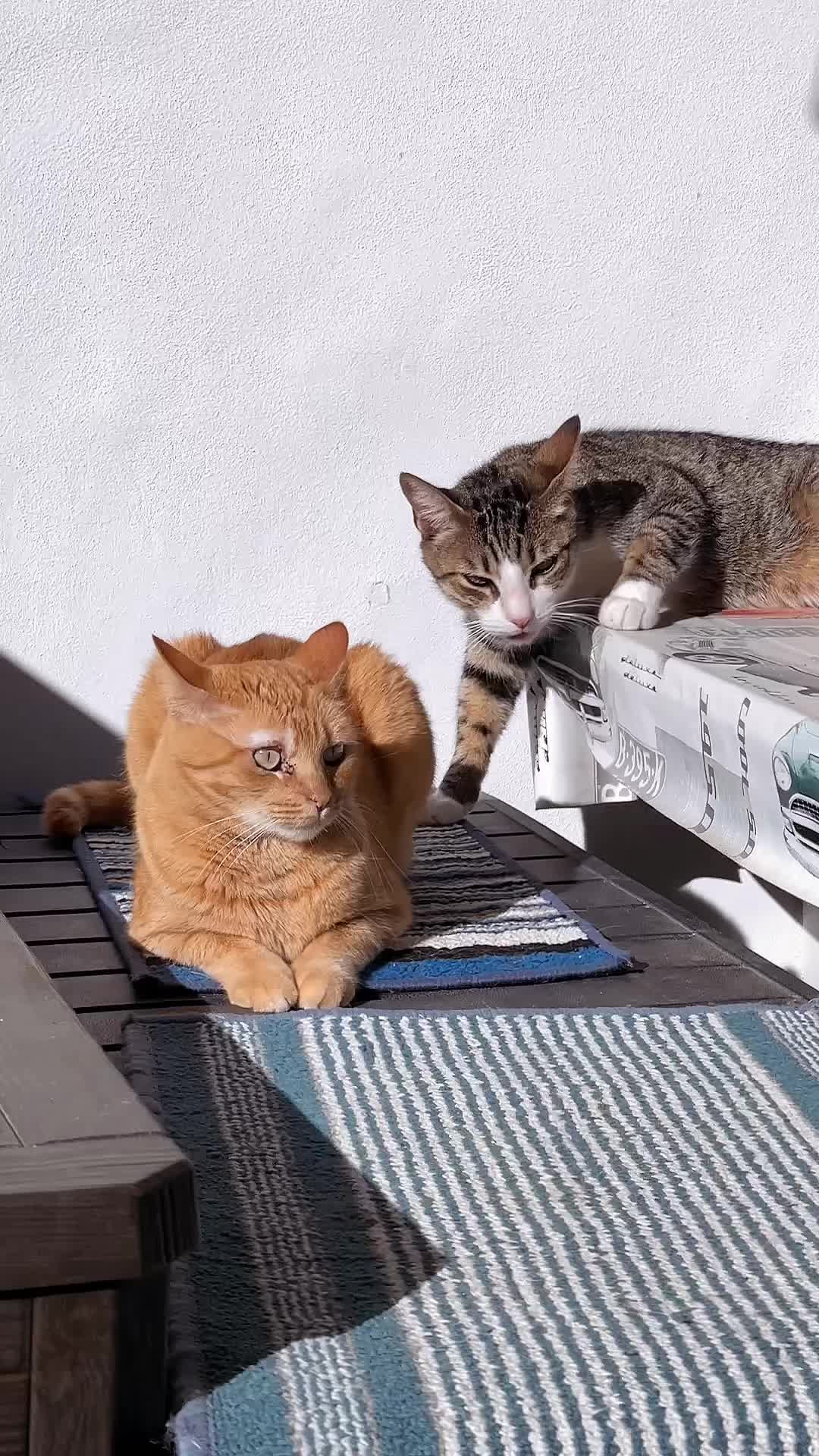 @Gatitos Gatetes