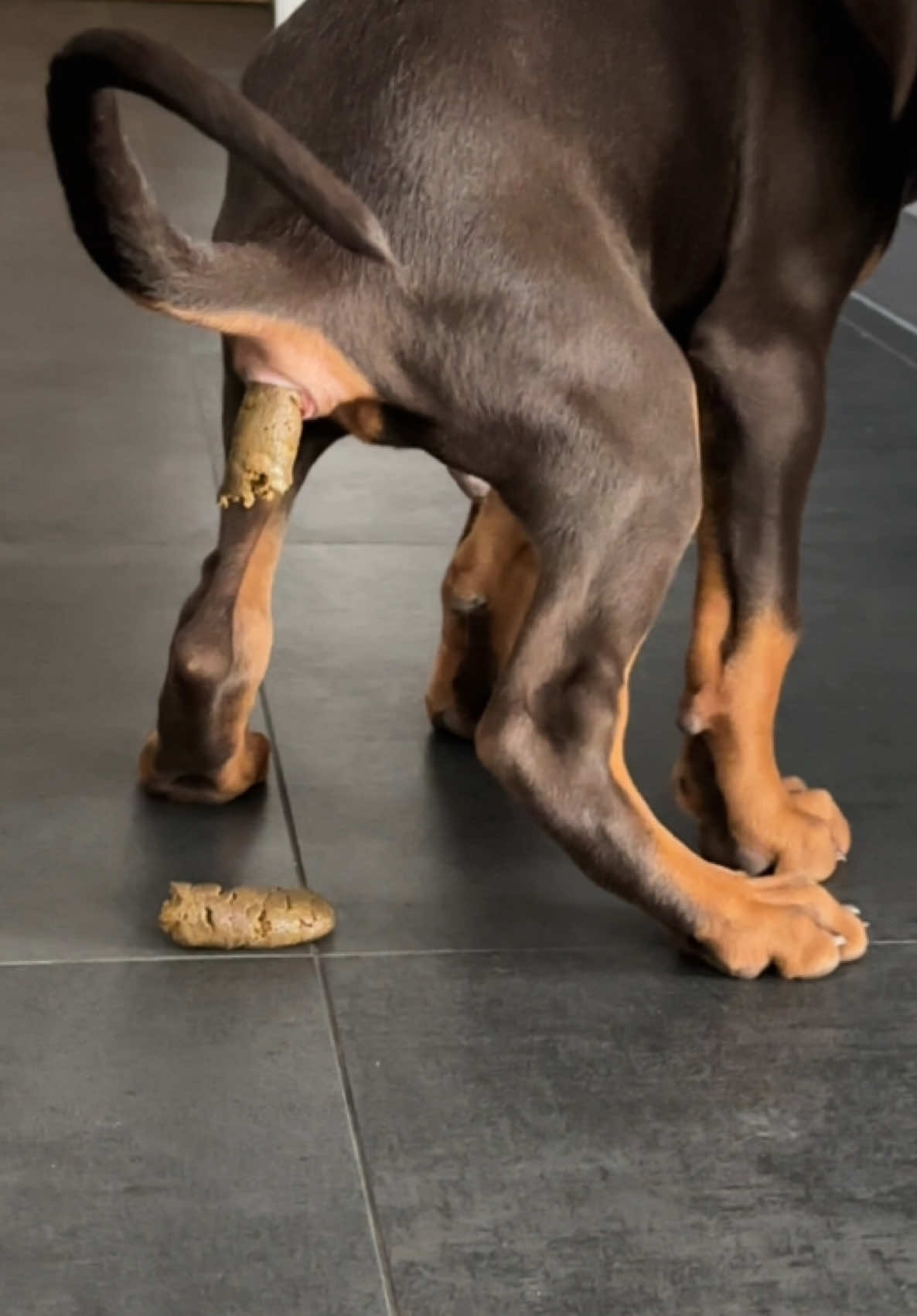 @GRAREVA dobermanns