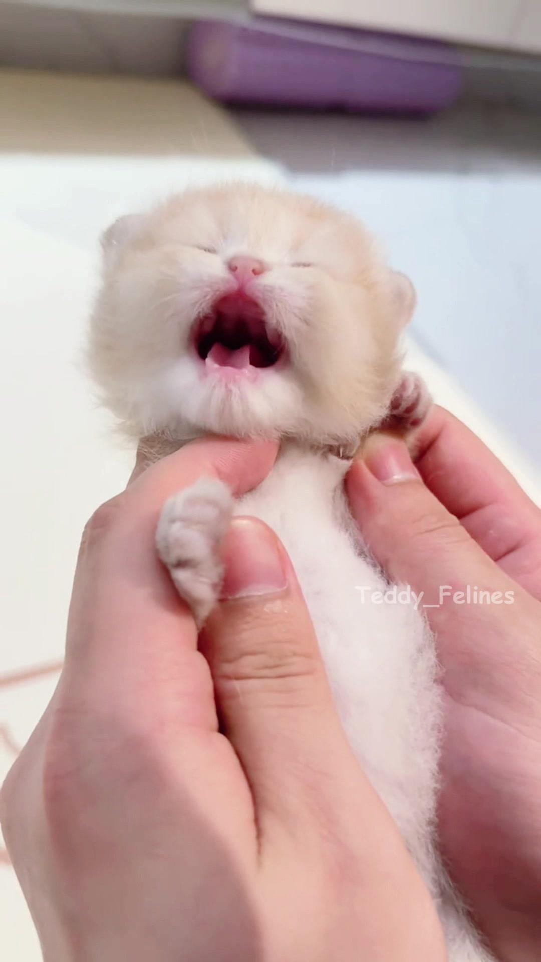 @Teddy_Felines 🧸🐾