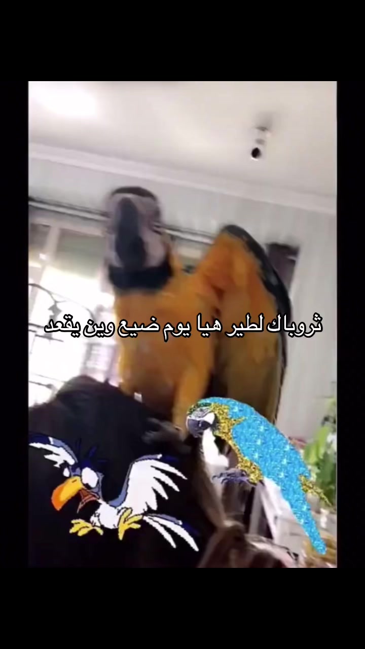 @Maram