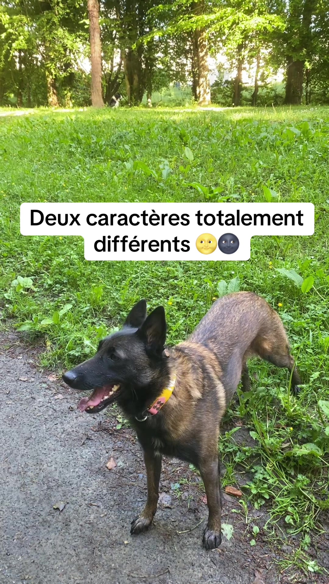 @PacoPacoPaco_le_chien