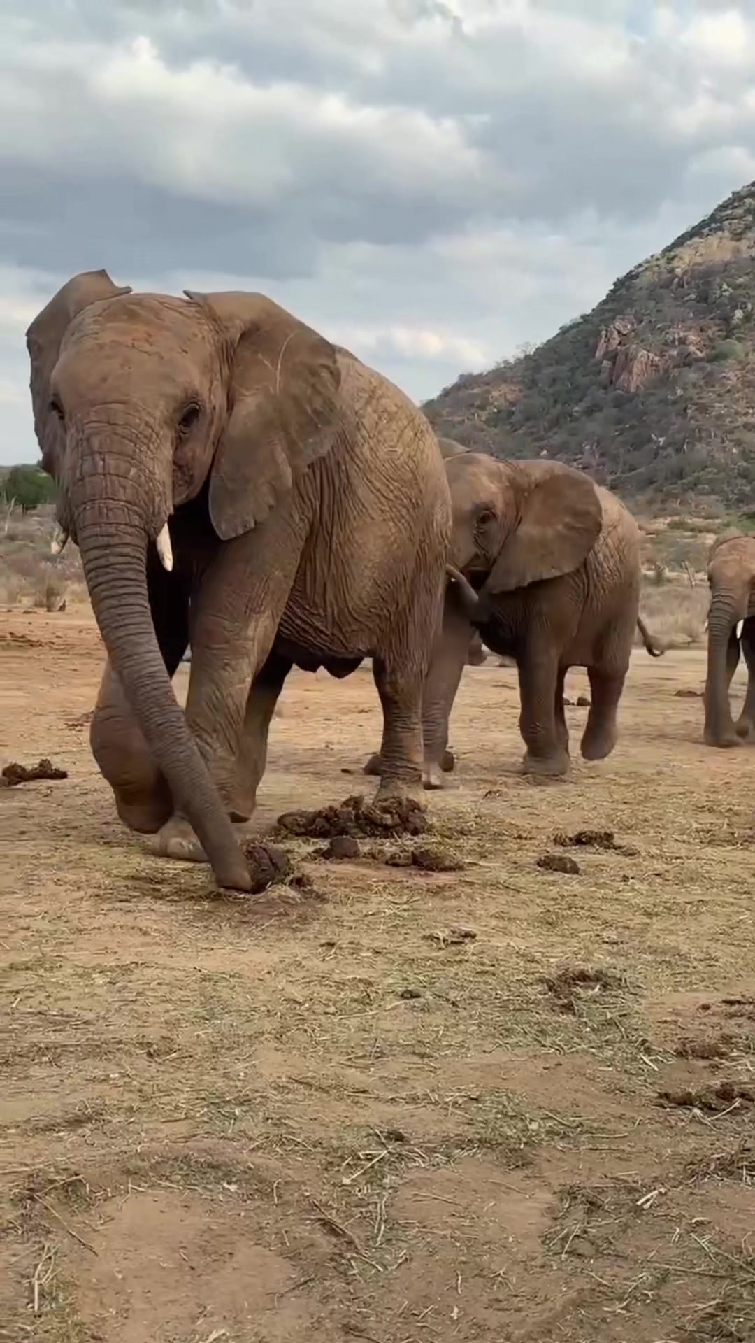 @SheldrickTrust