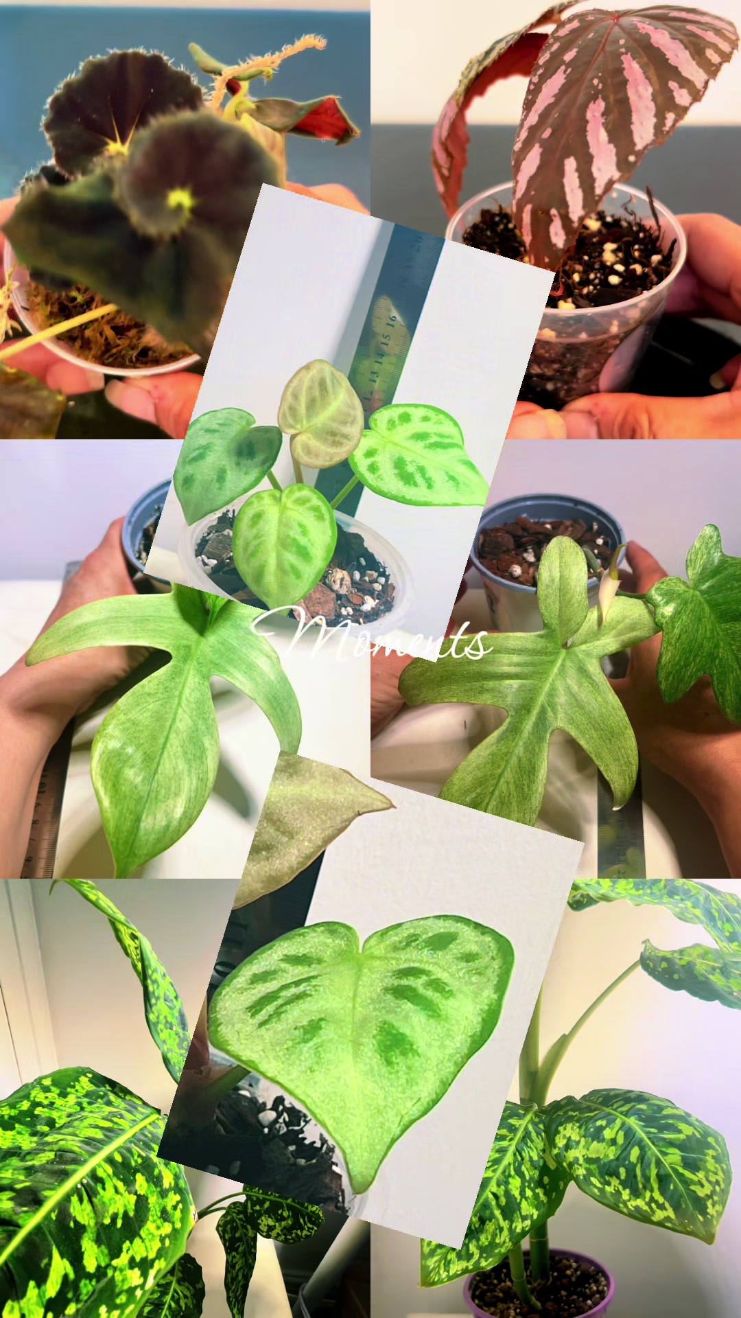 @About The Plant