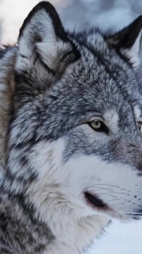 @Timberwolf2.0