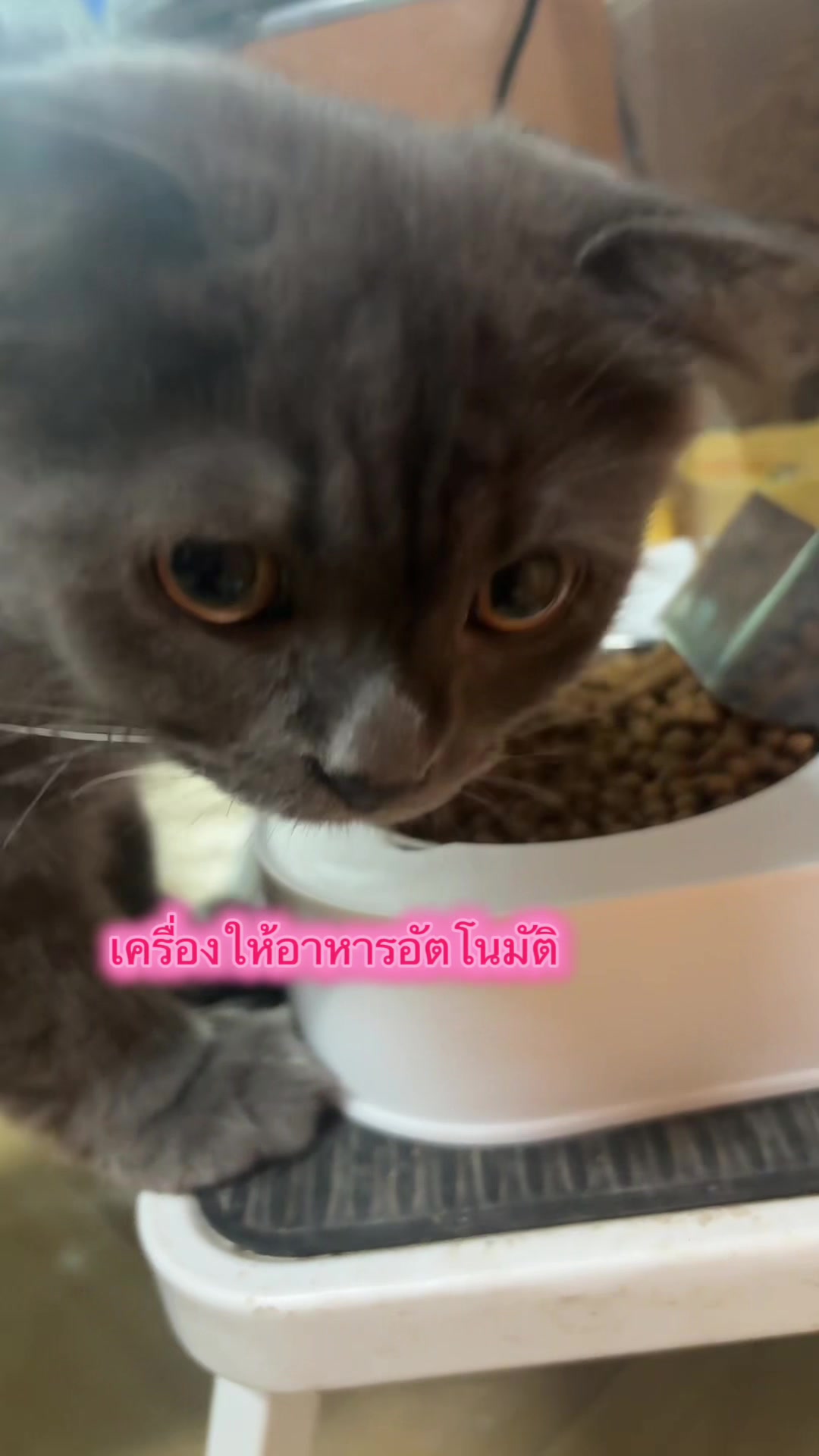 @กานต์ ธารา (99.4K)
