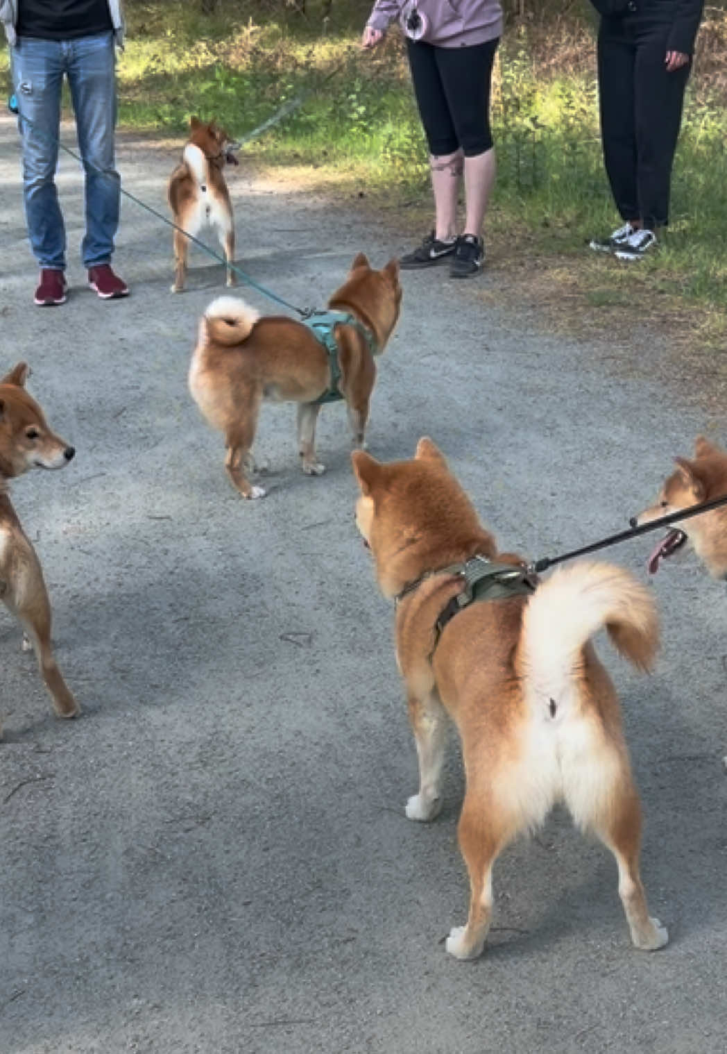 @Kenzo the Shiba