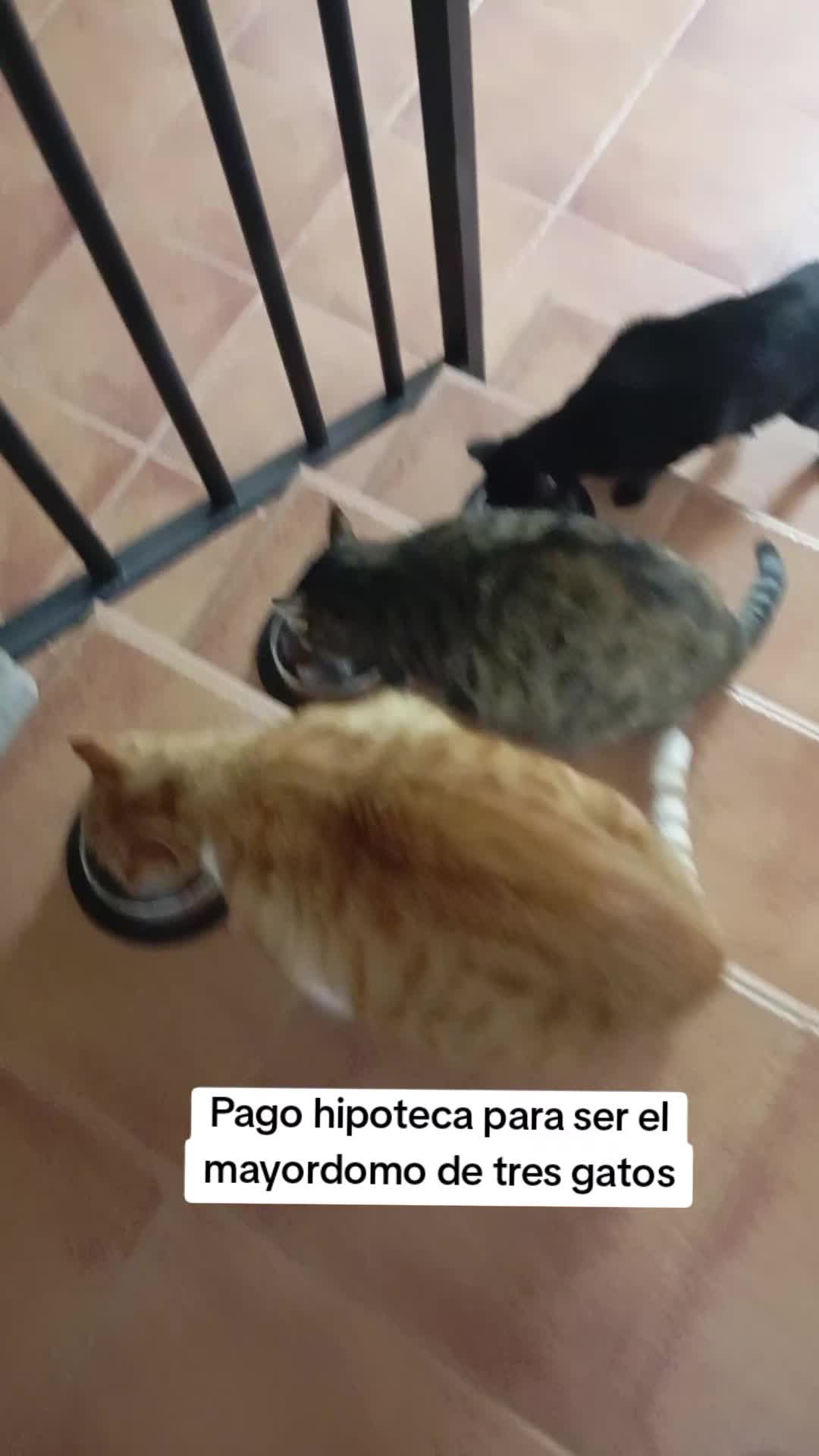 @Rosi Ramos
