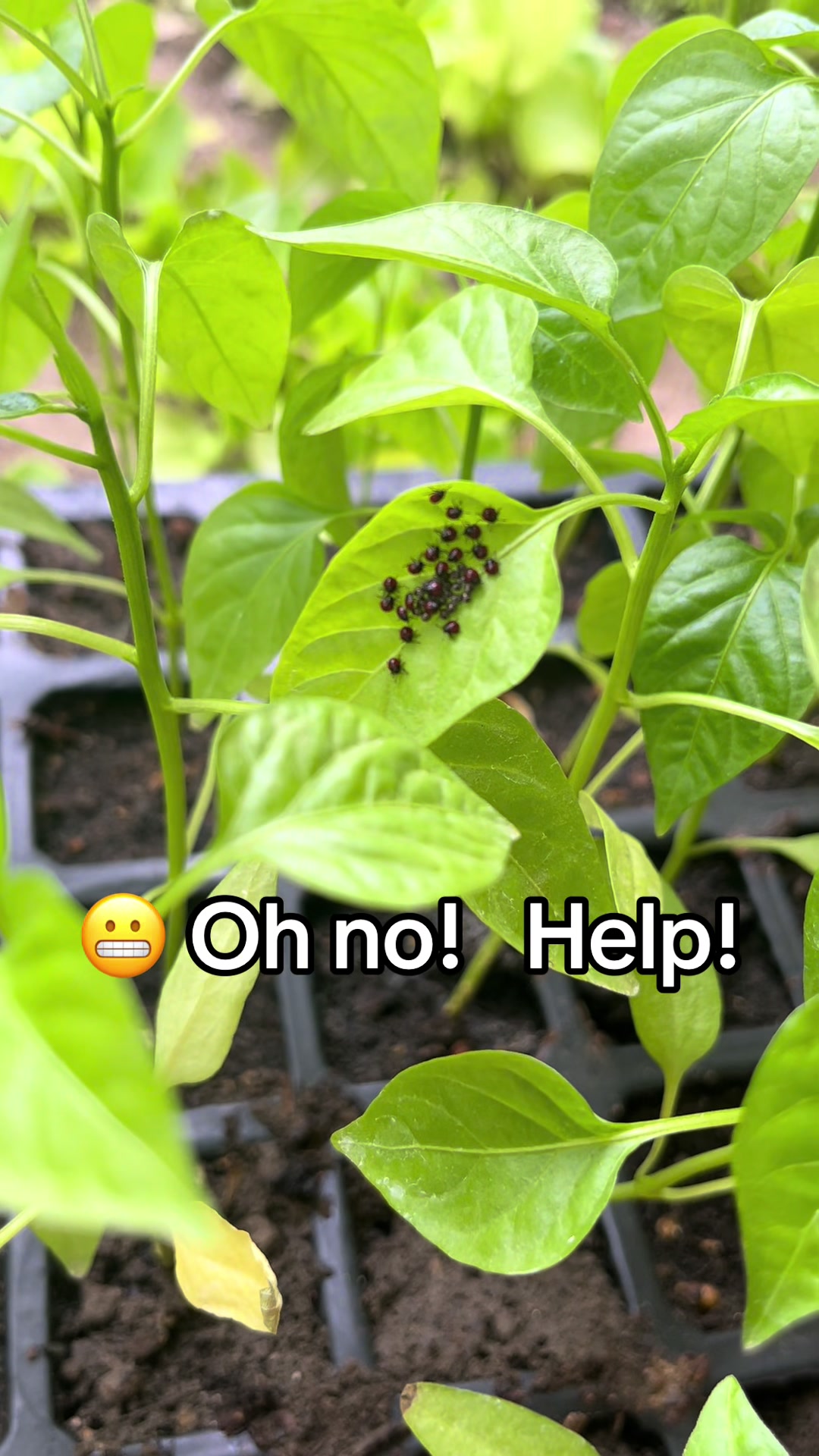 @probablyoverwatering