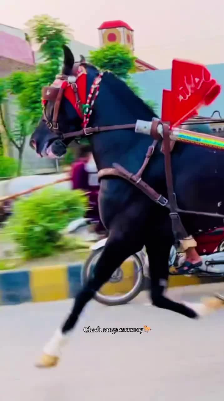 @Chach tanga racer007🐎