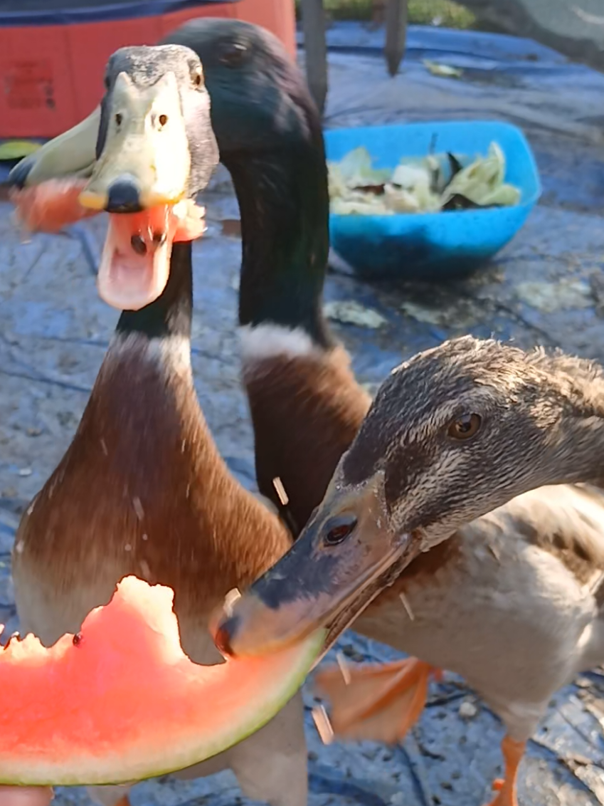 @Kaczogr&oacute;d u Milki🦆🦆🦆🦆