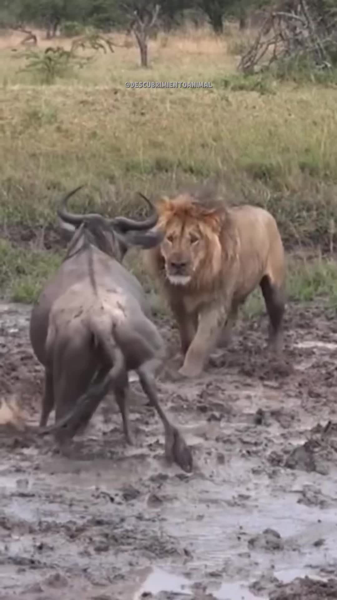 @Descubrimientoanimal
