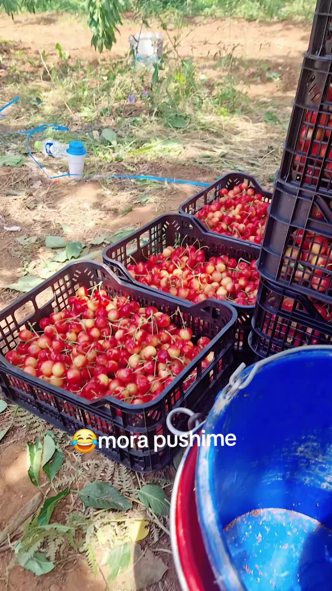 @Gena Qershia36🍒🍒