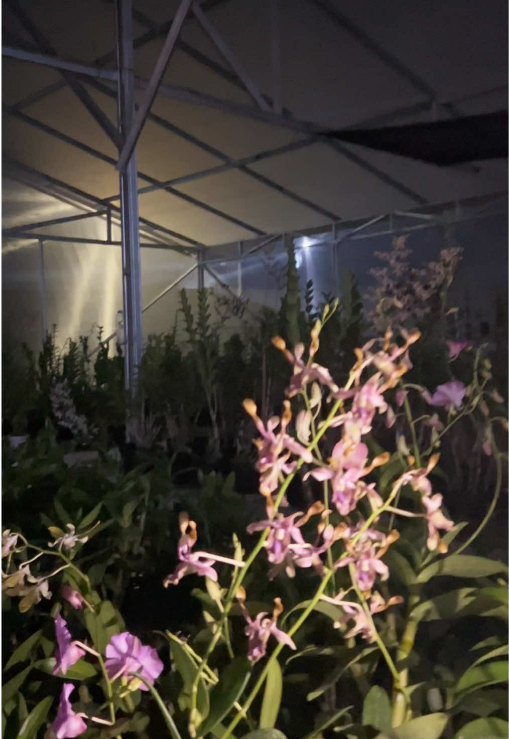 @Anggina Orchid