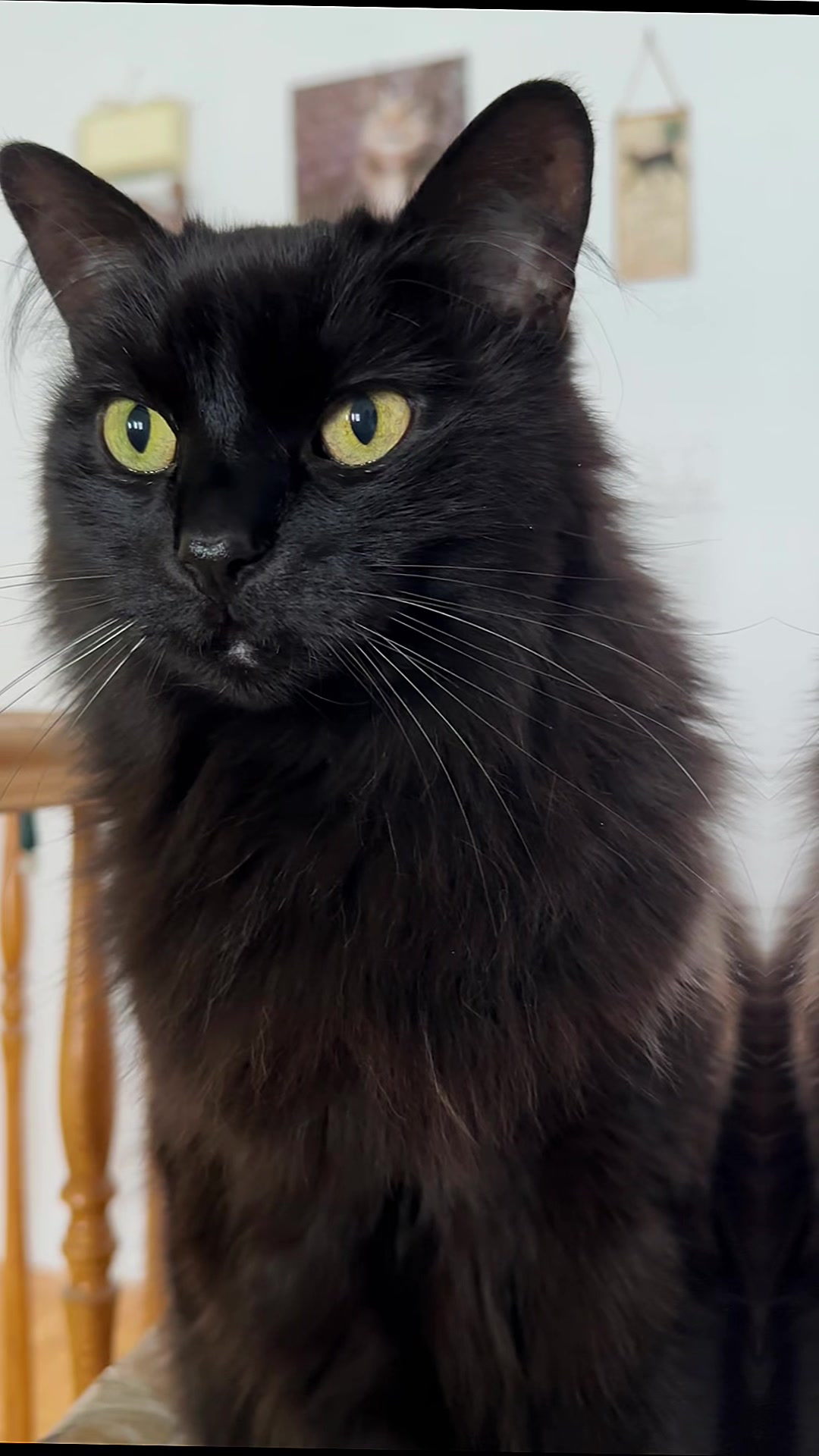 @Sir FluffyButt,the cat🇨🇦🇺🇦