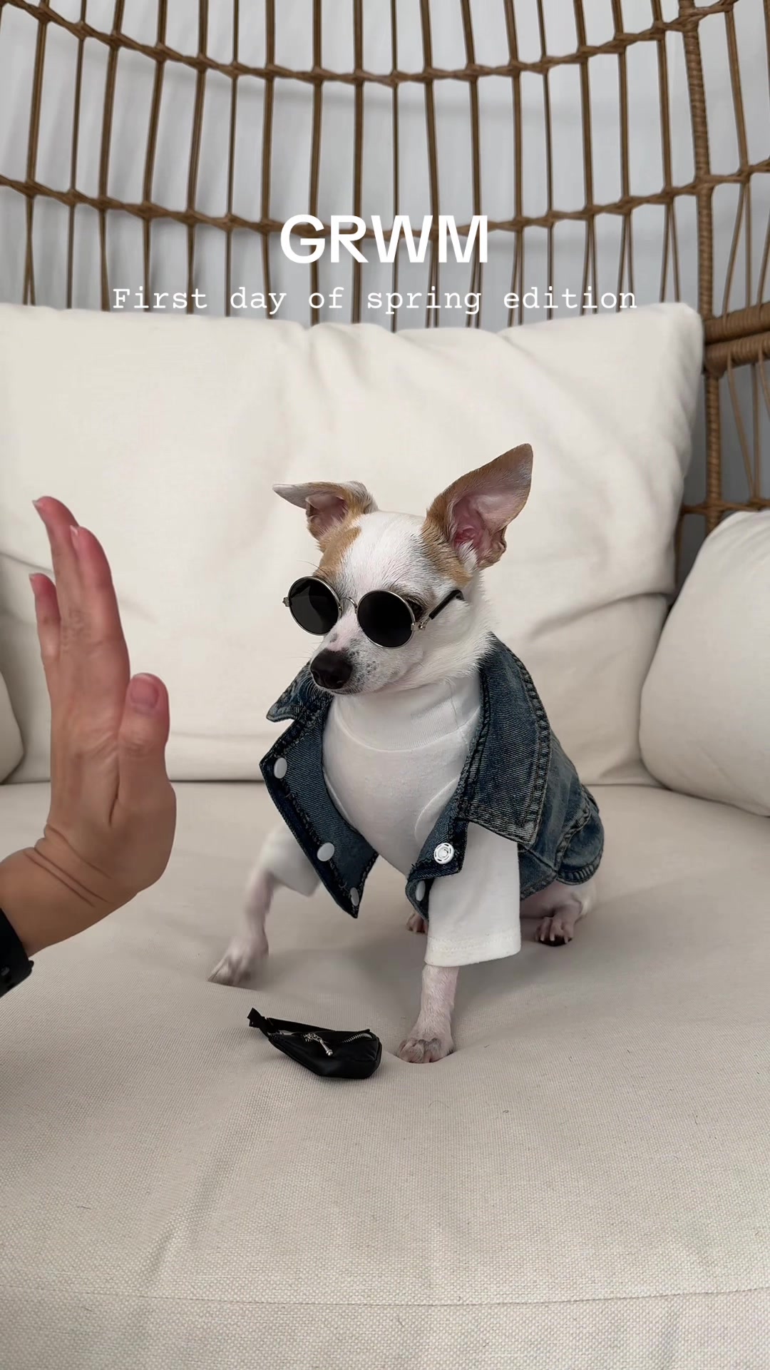 @Bao the Chihuahua