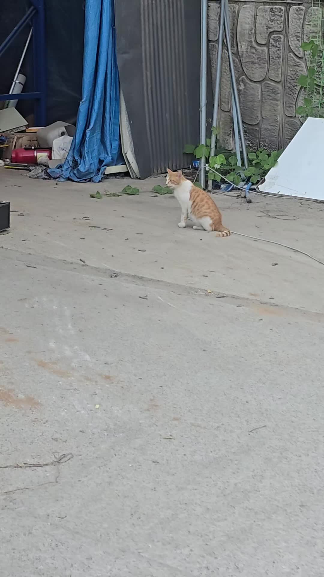 @고양이 형아