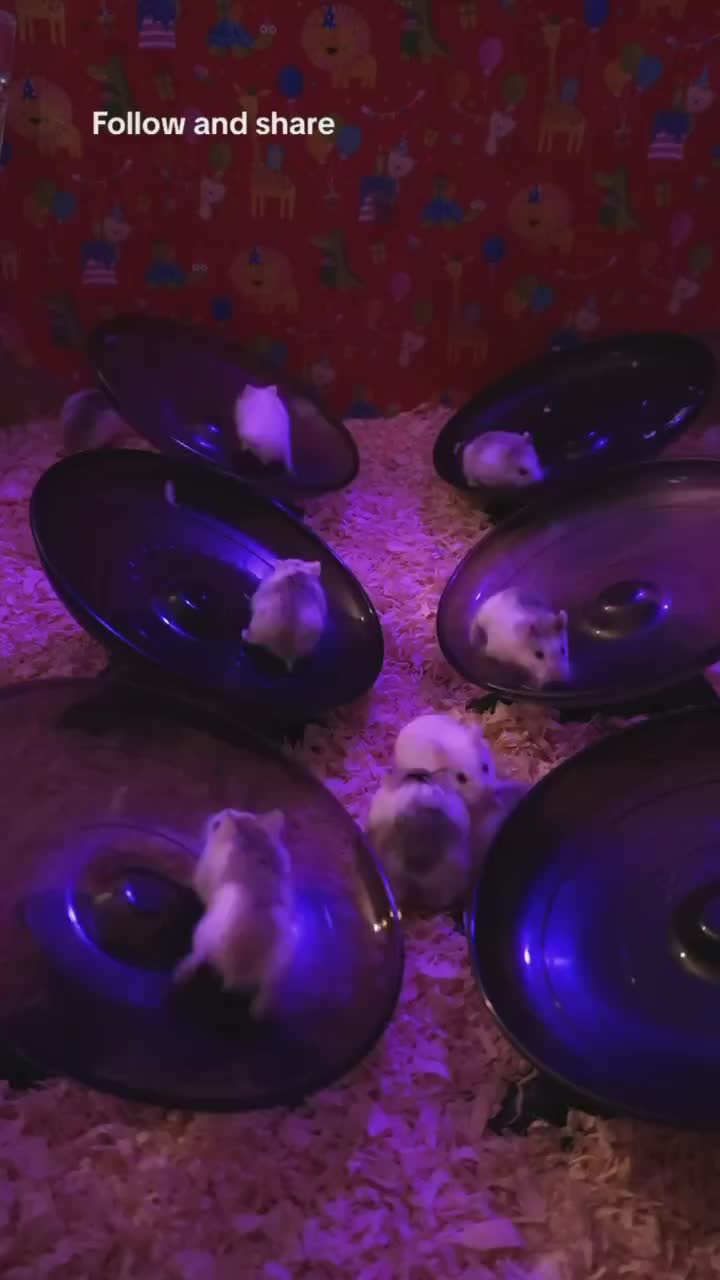 @ʜᴀᴍꜱᴛᴇʀ🎧ʀᴀᴠᴇ
