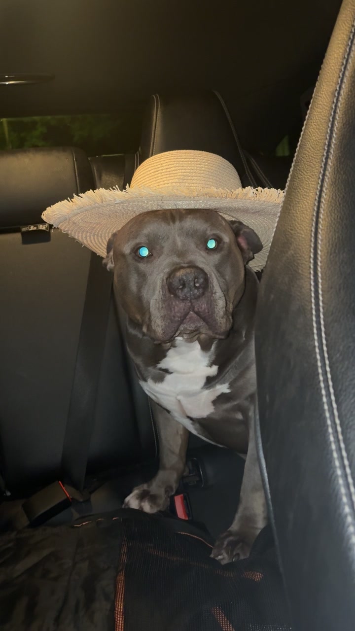 @Uk_dogs.