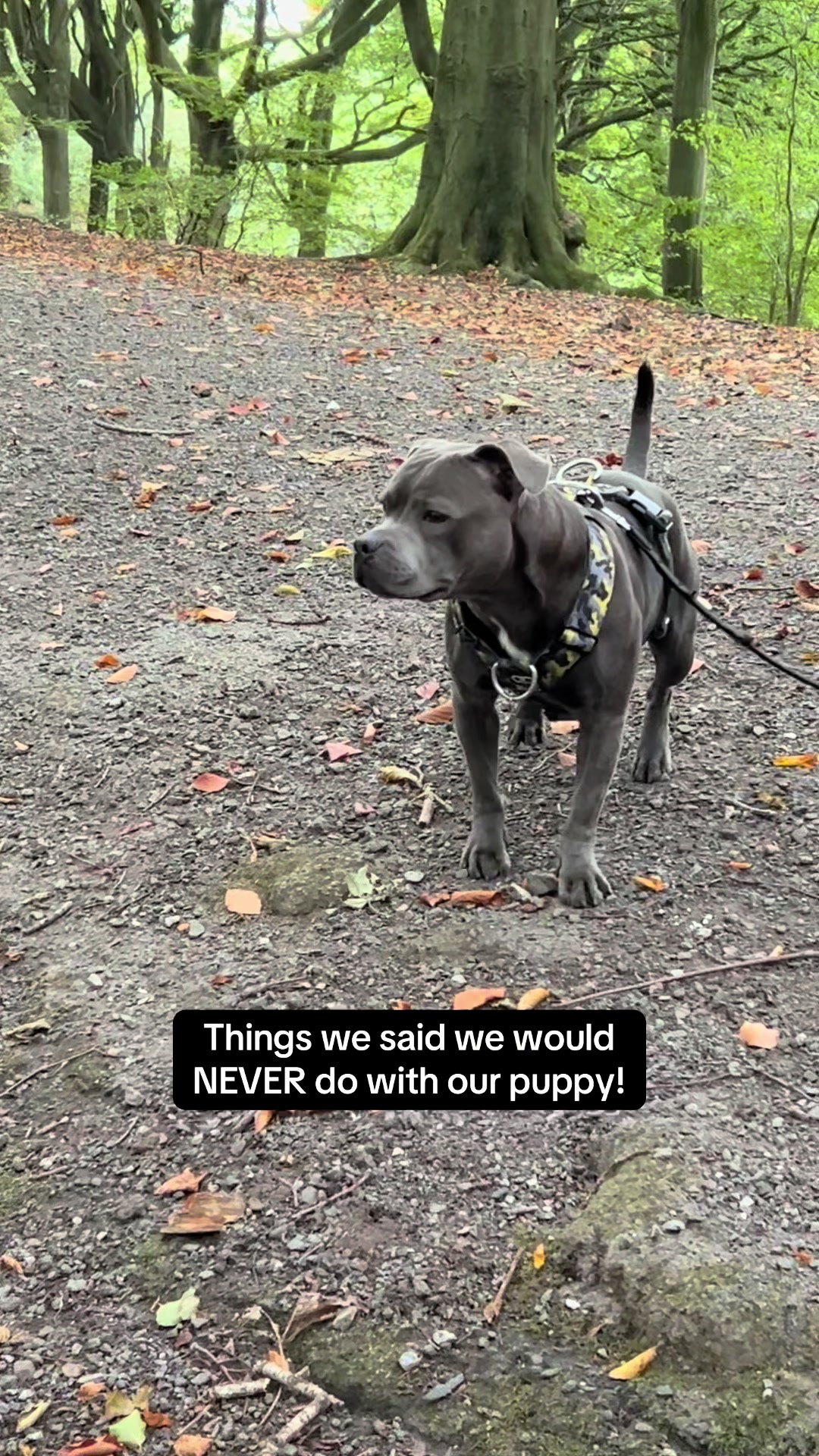 @Zeus the Blue Staffy⚡️