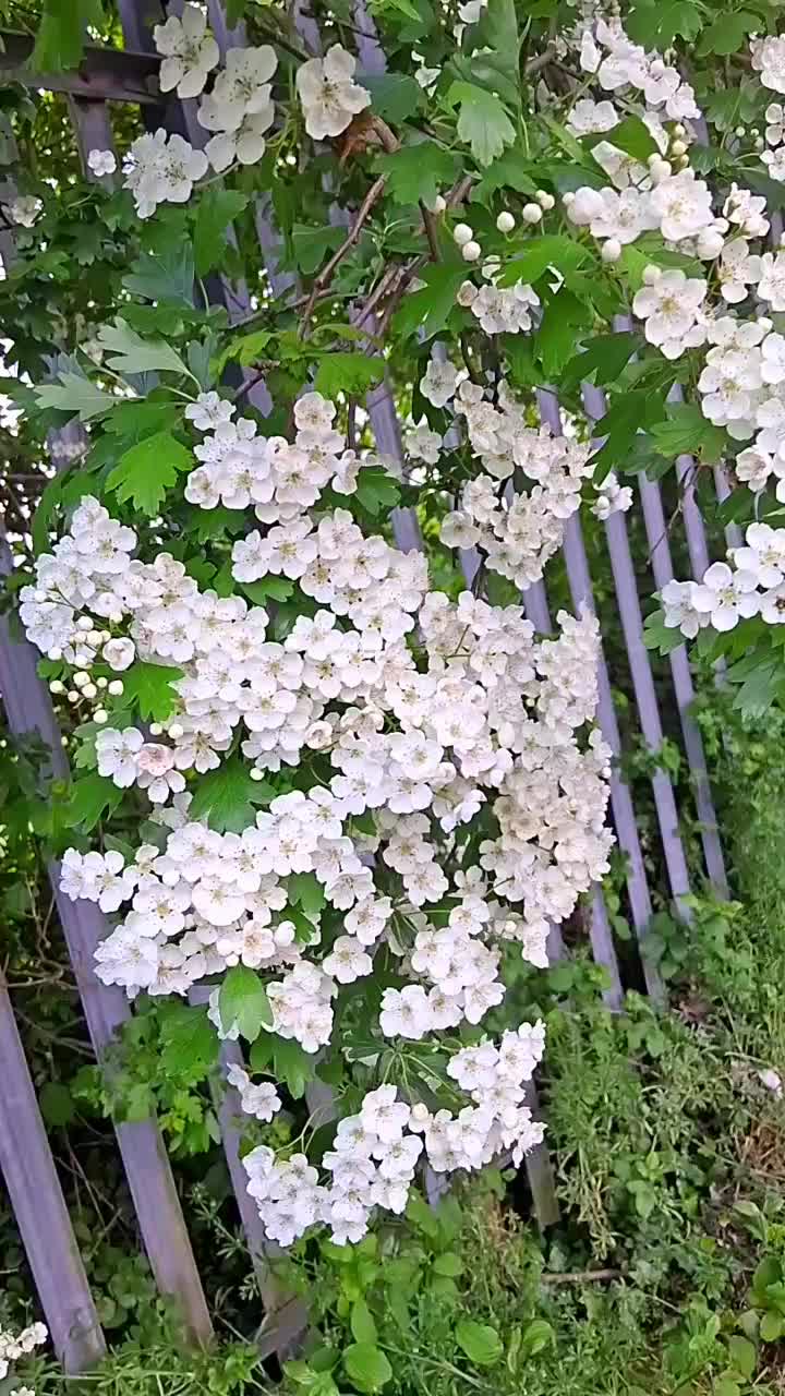@yeasminbegum435