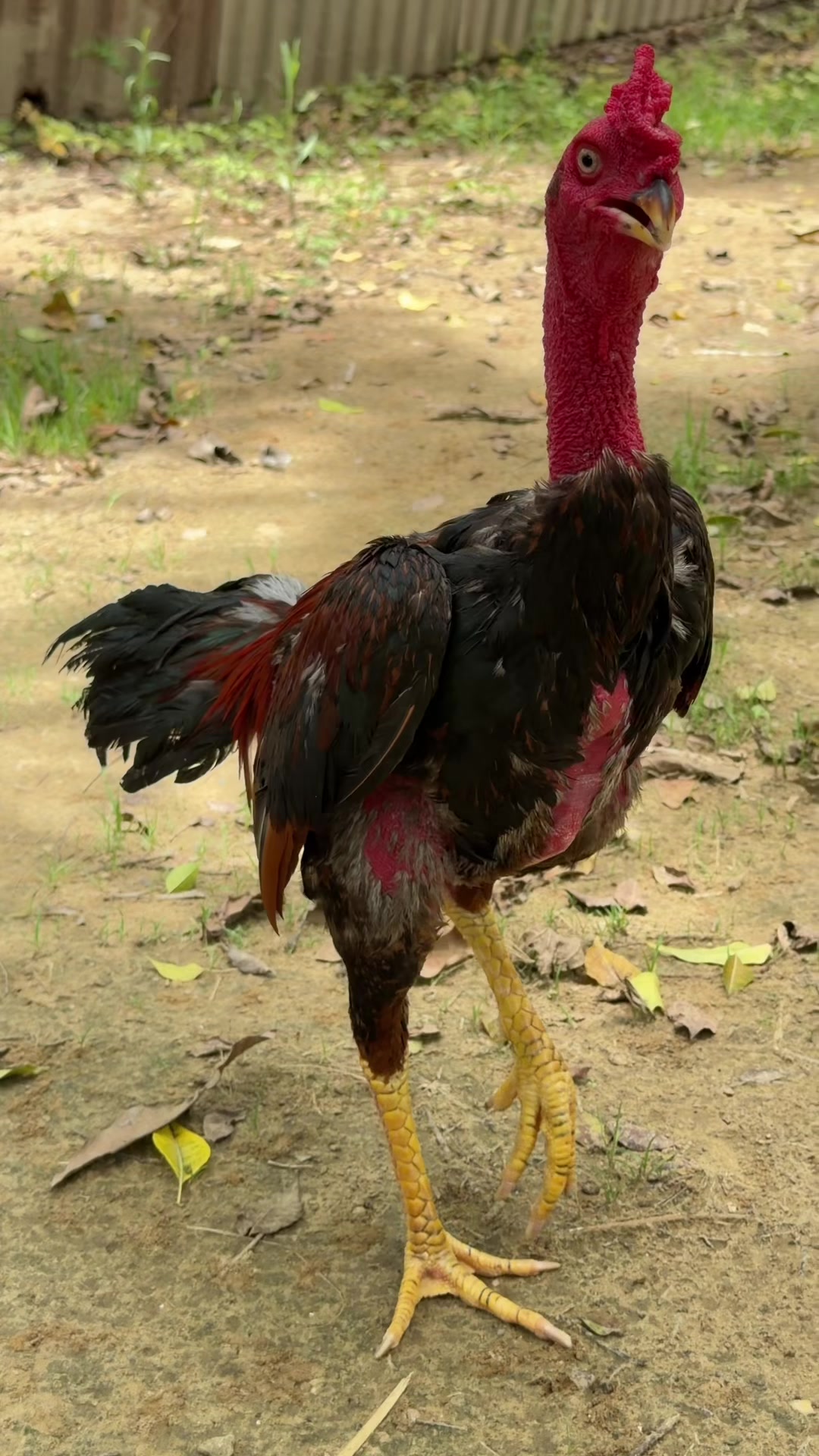 @Quốc kh&aacute;nh