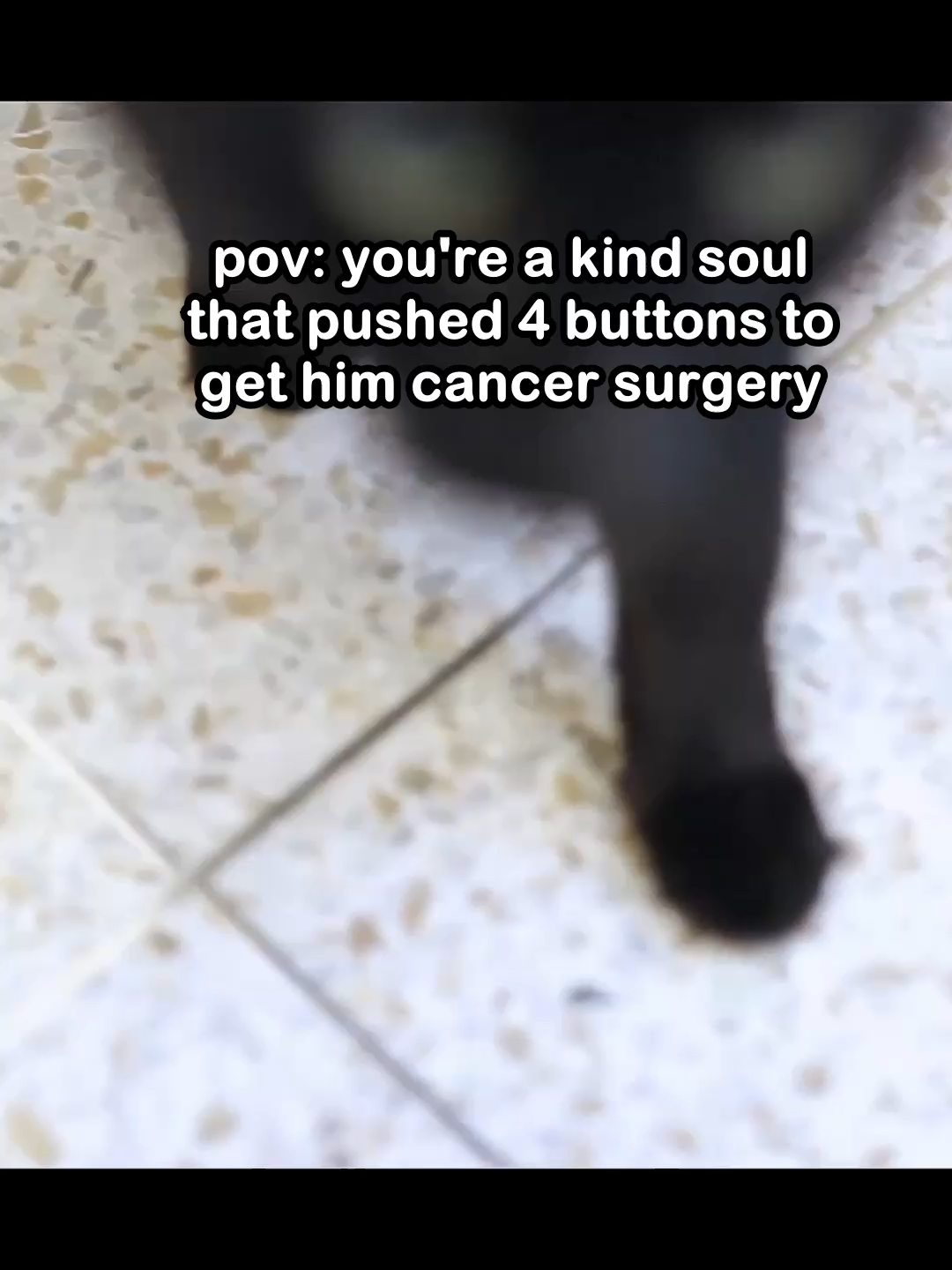 @Saving Paul the brave Cat!