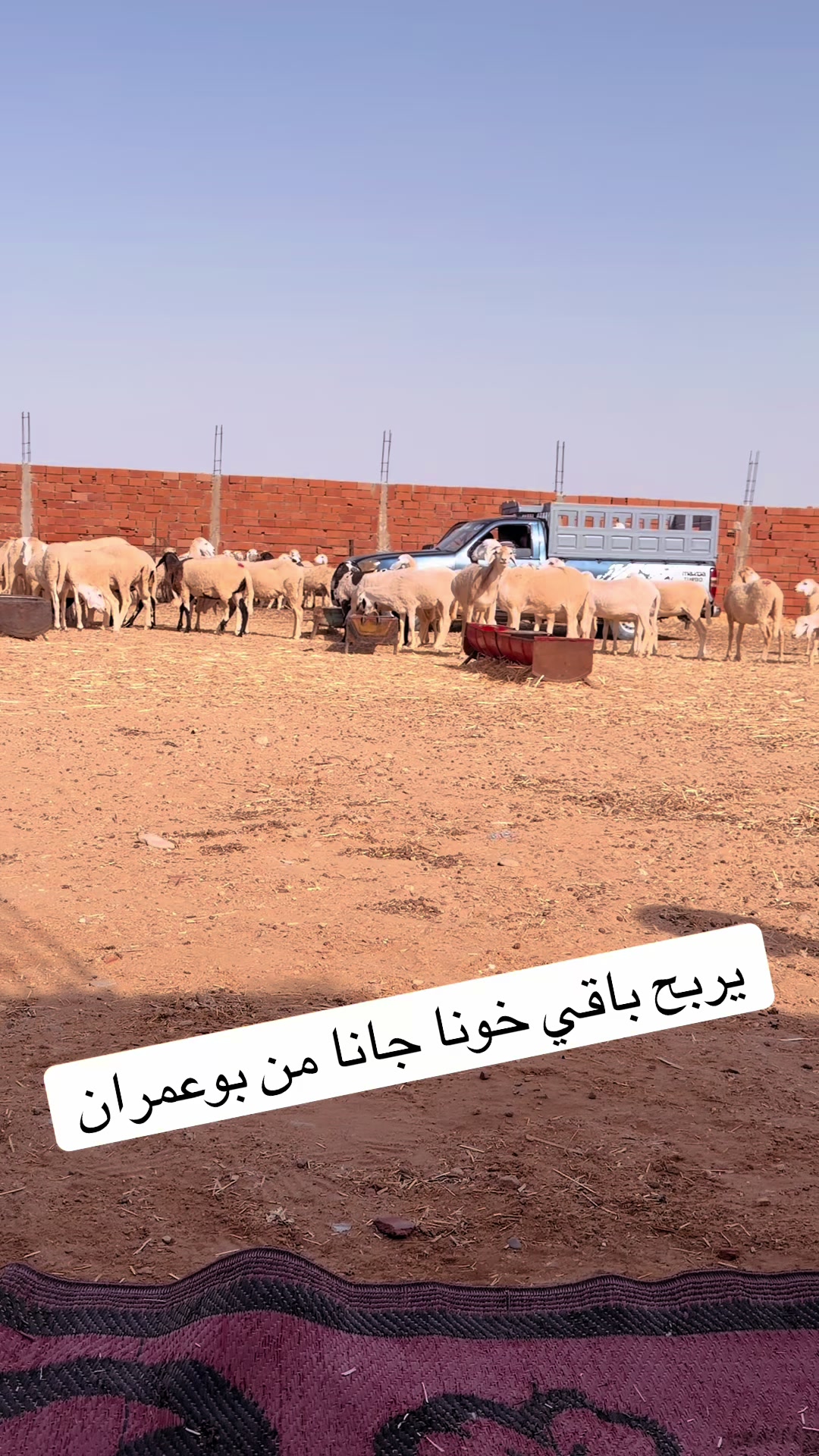 @بلال القفصي لبيع المواشي