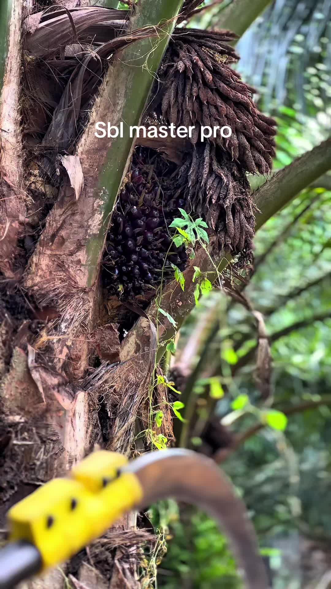 @Harry palm oil