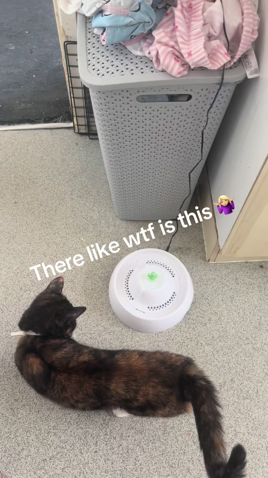 @ðâšRoxanneð«¶ðŒPjQueenâšð