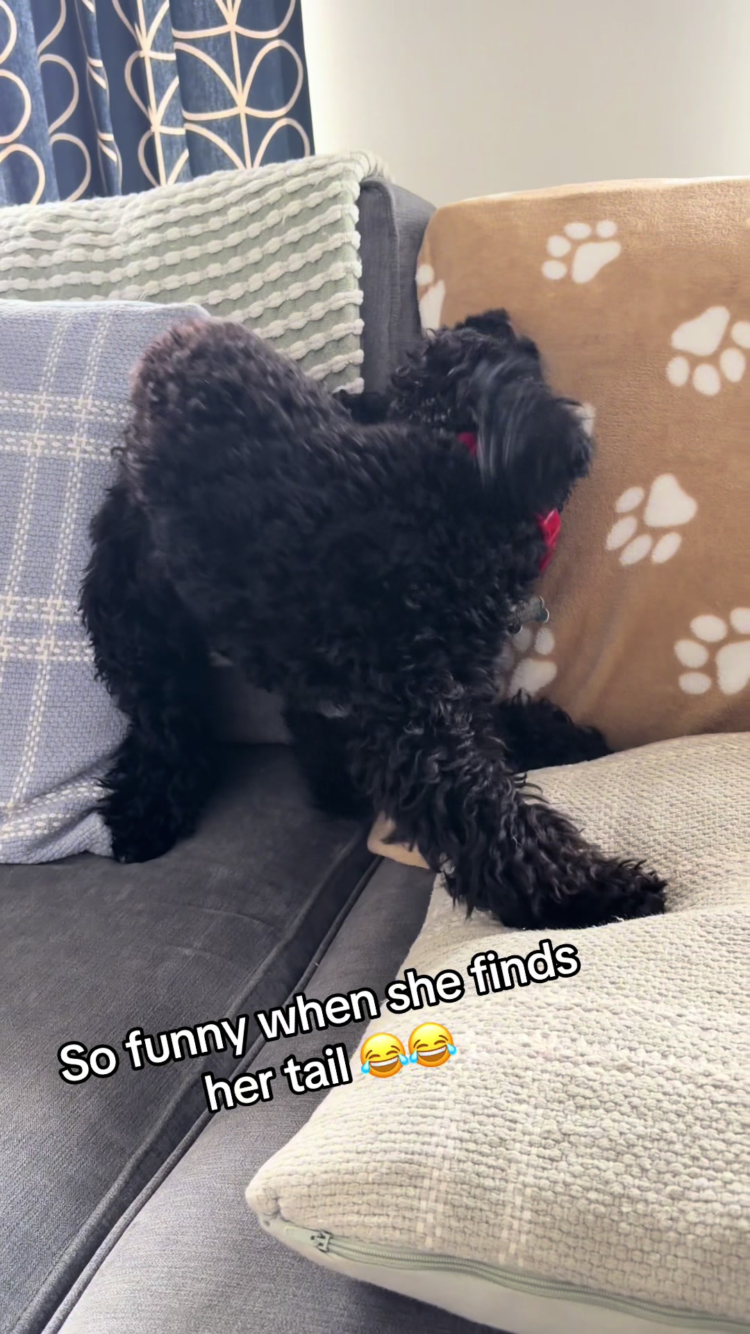 @Remembering RubyRoo ๐ค๐๏ธ