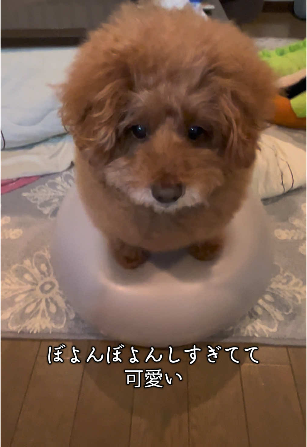 @セレブリティー