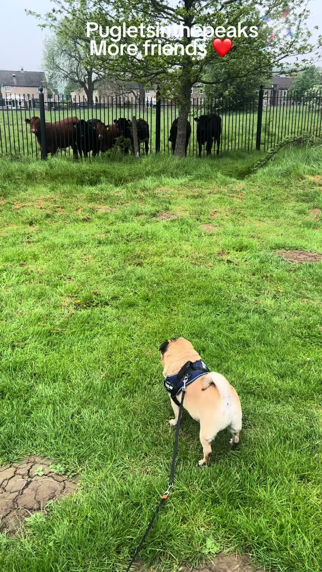@Puglets in the peaks