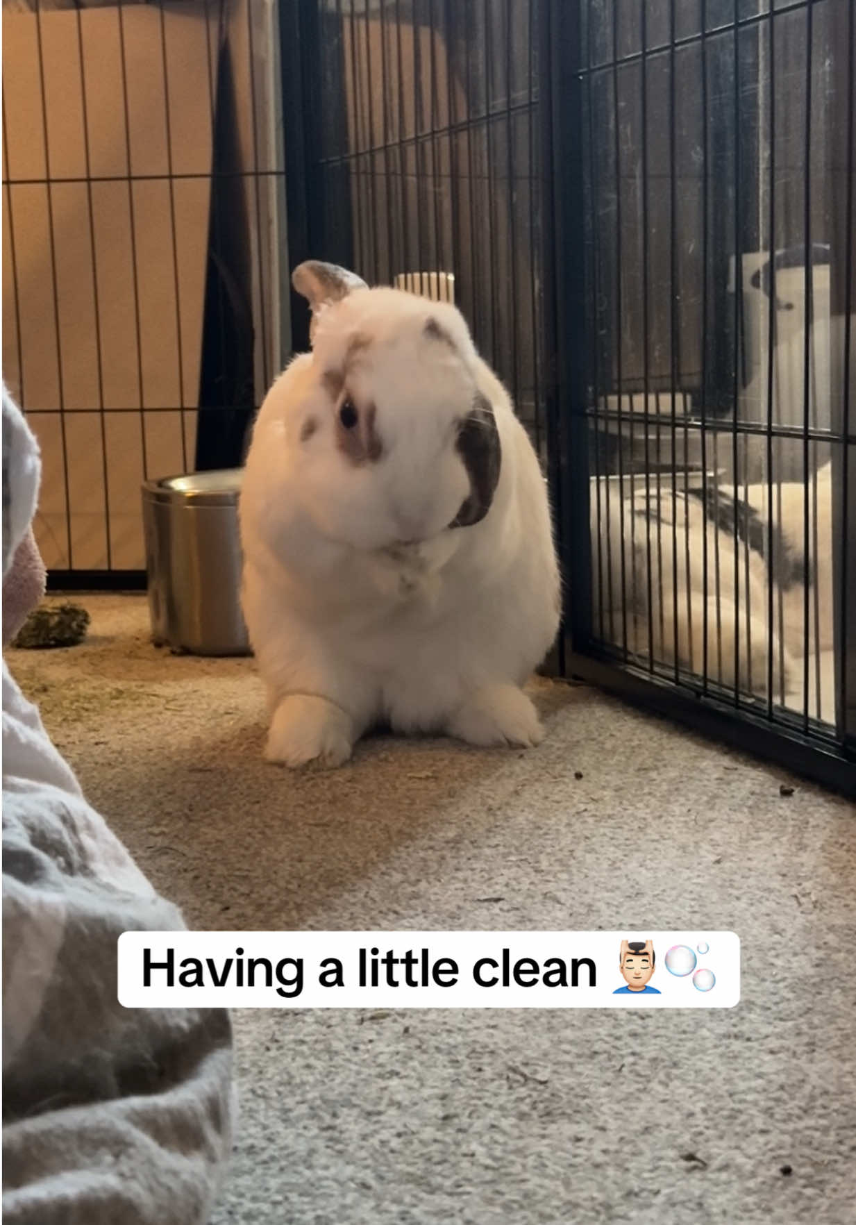 @Bun, two, three, four