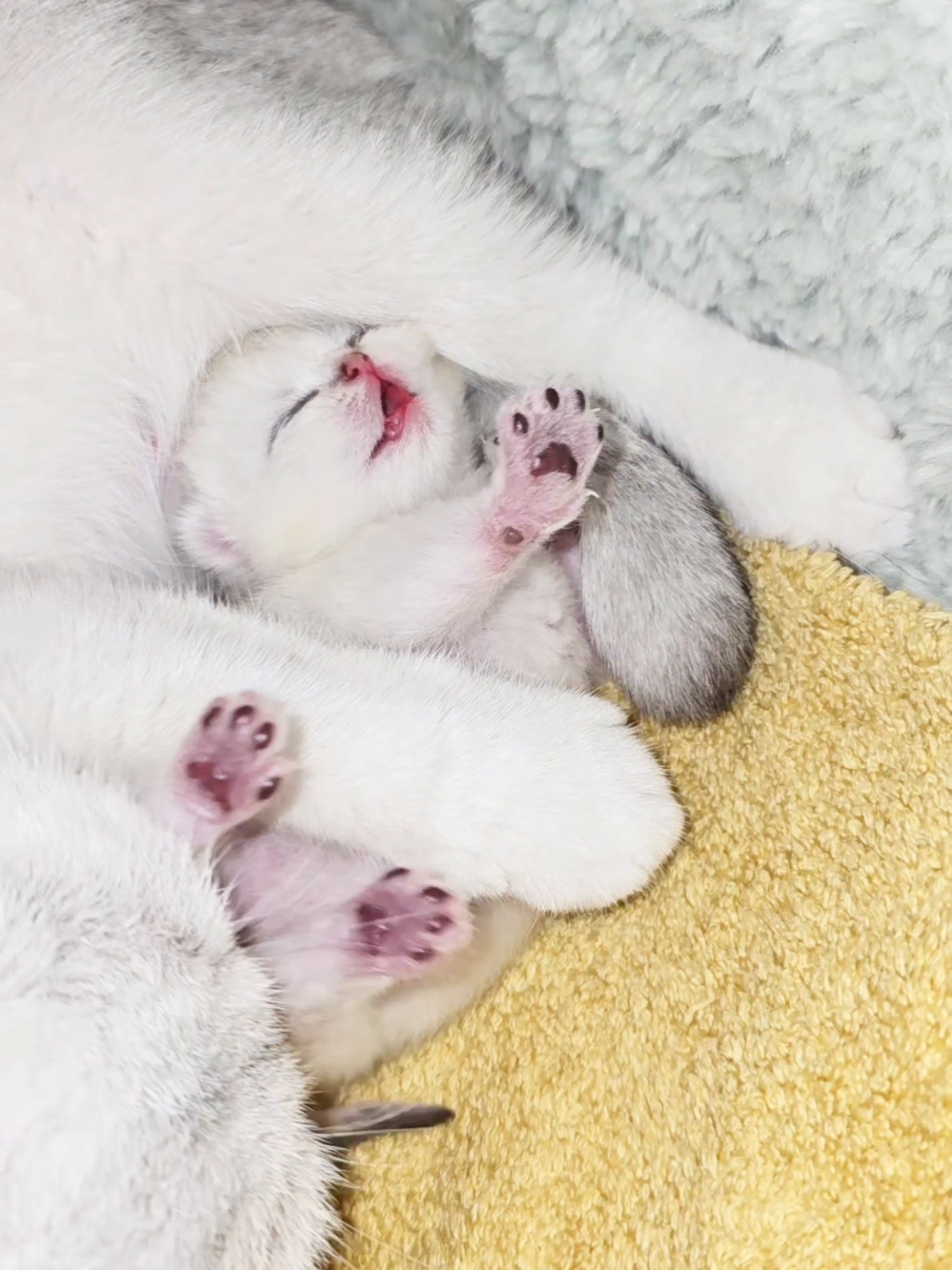 @Cat Chloe & kittens