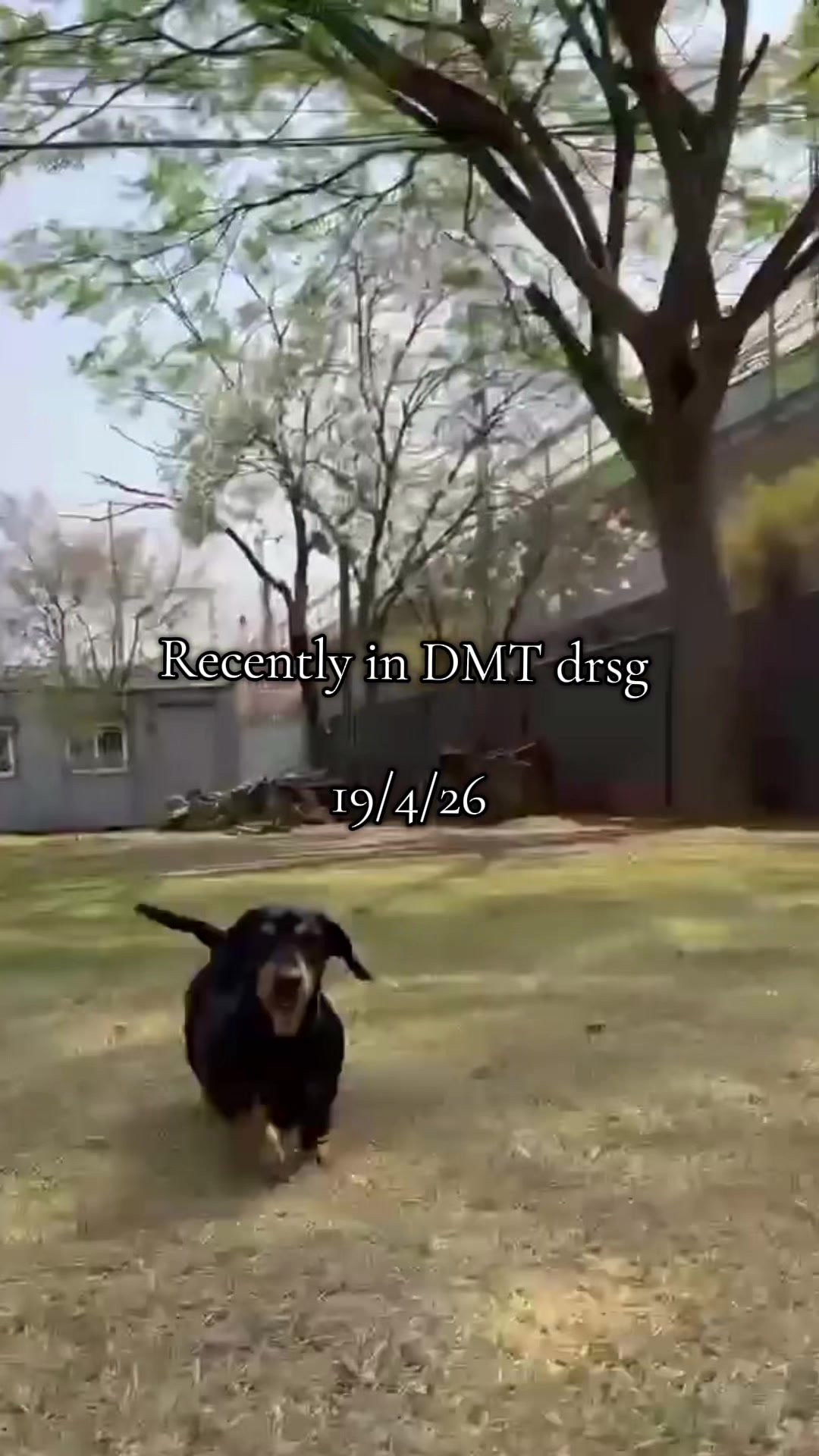 @DMT Dachshund Rescue 🐾