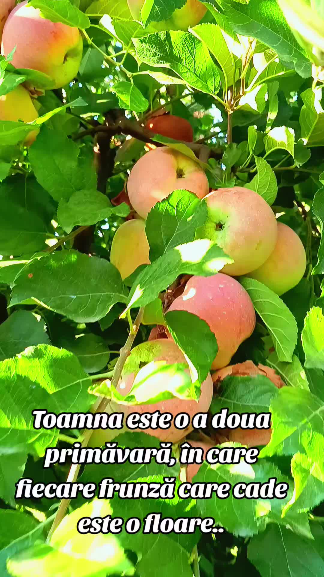 @Stefi Ciocan