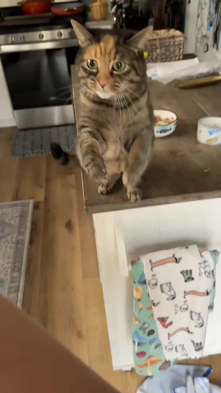 @Kitty Meow