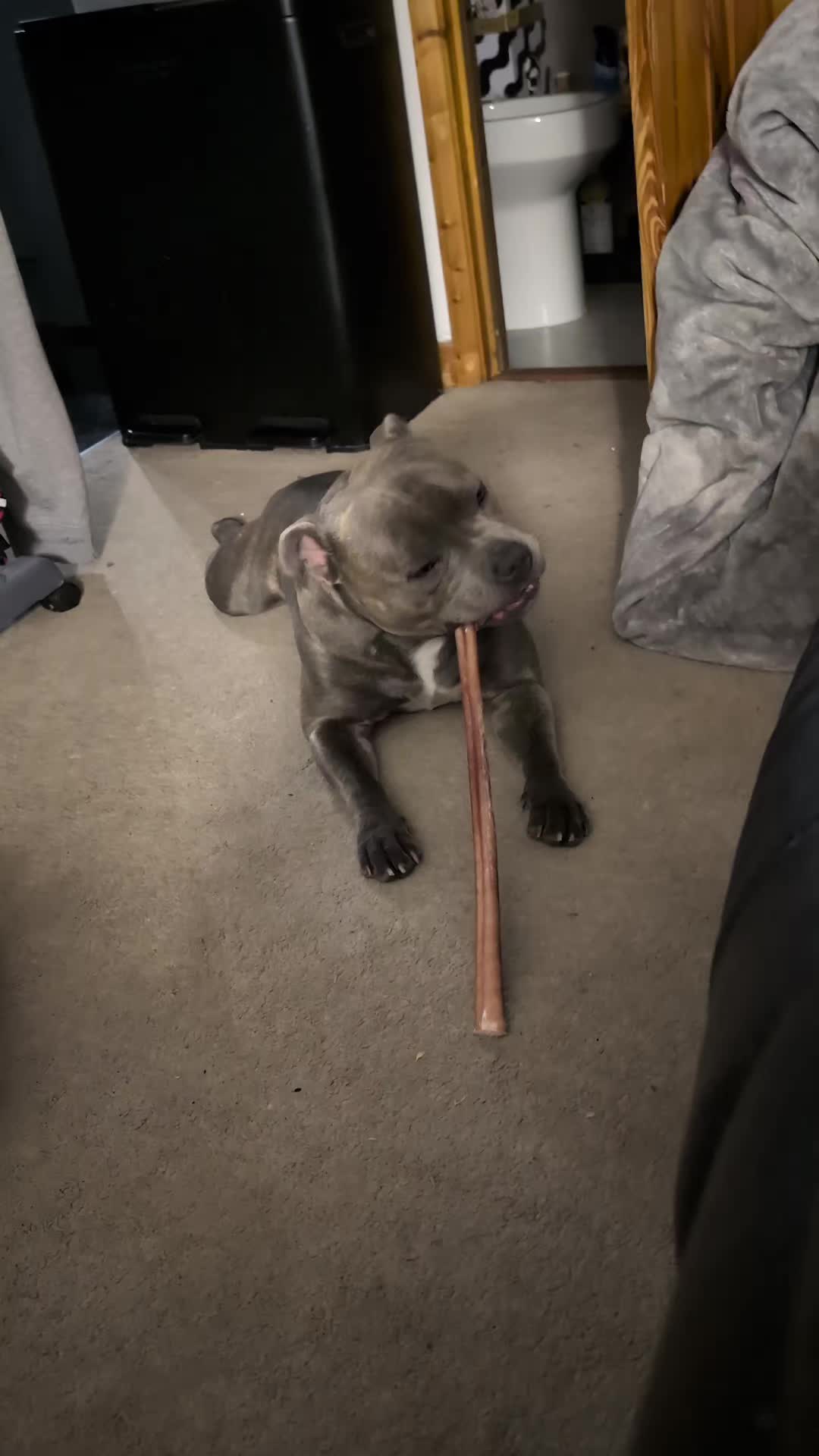 @The Blue Staffy Stanley