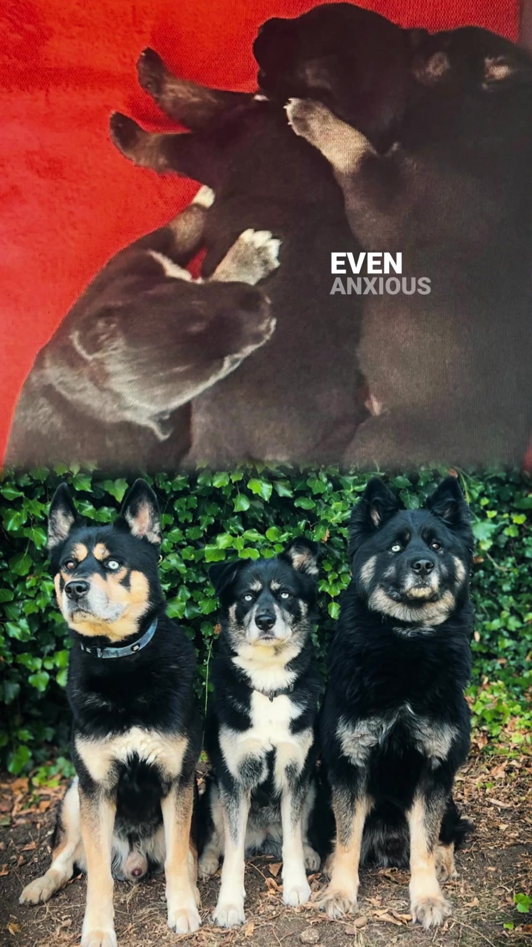@Pawsome Fivesome