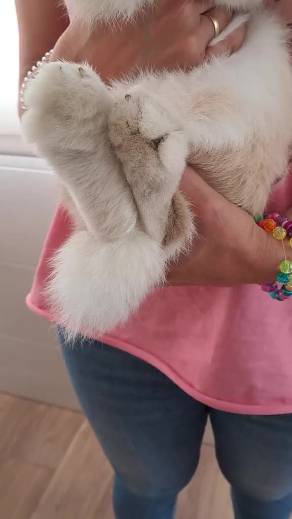 @Patatilla Rabbit 🐰🌱🥕