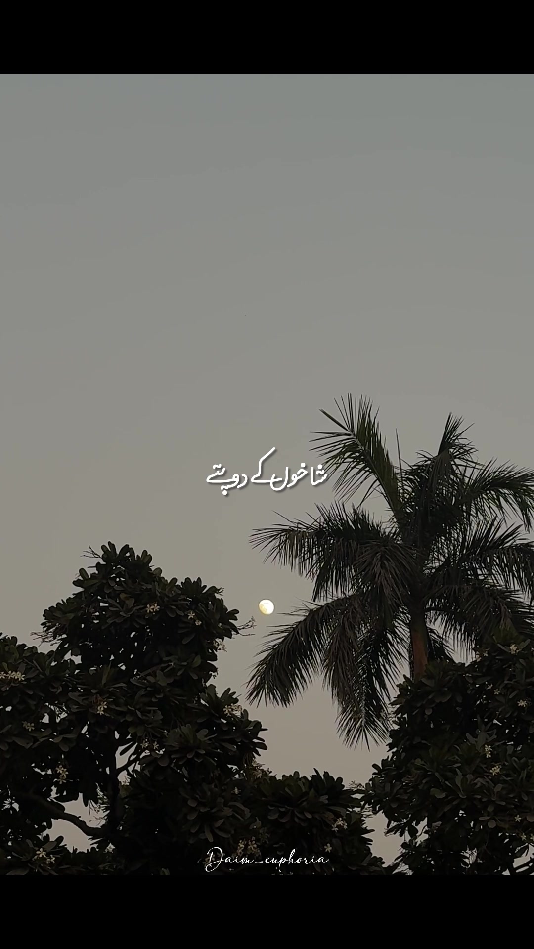 @daim_euphoria