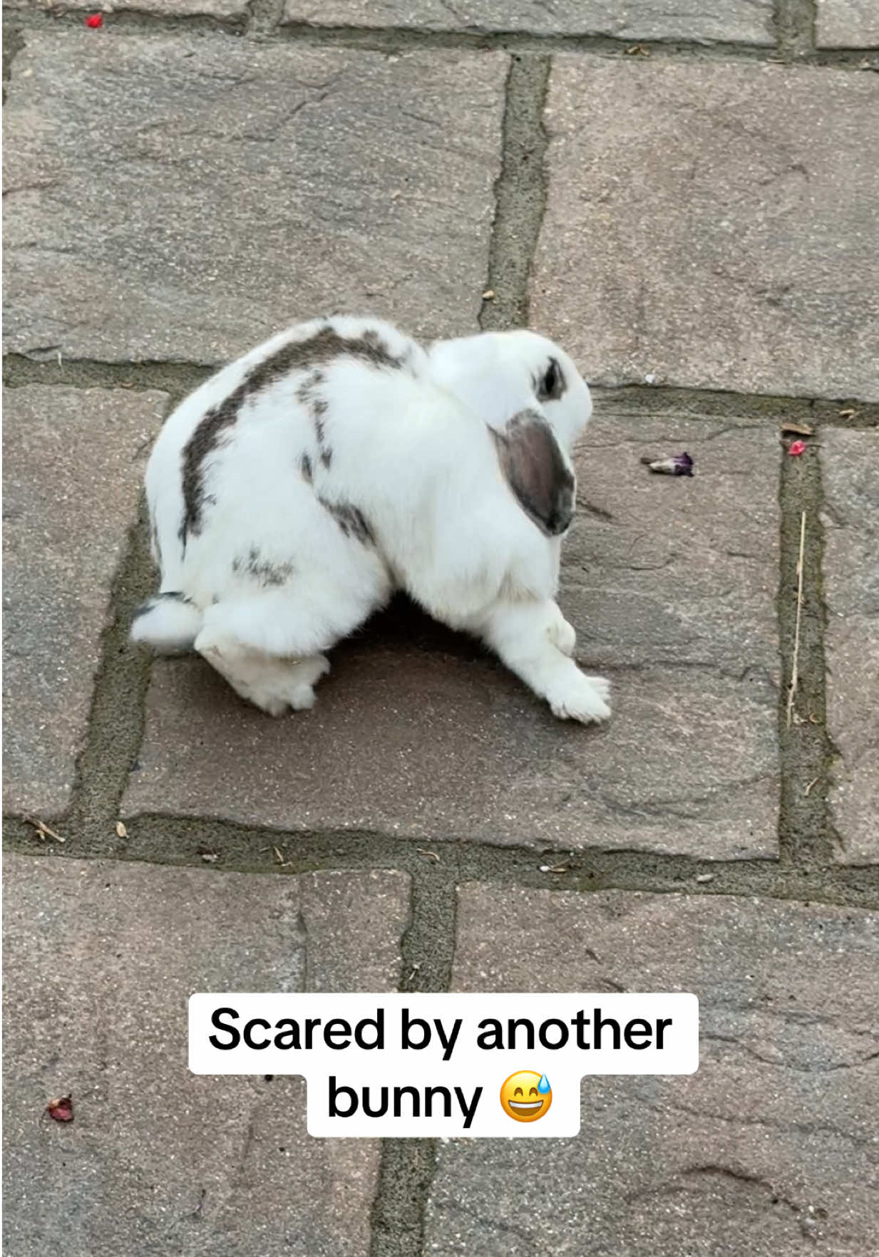 @Bun, two, three, four